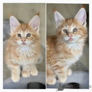 Zdjęcie №1. maine coon - na sprzedaż w Bruksela | Bezpłatny | Zapowiedź № 174691