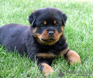 Zdjęcie №1. rottweiler - na sprzedaż w Berlin | negocjowane | Zapowiedź №97241