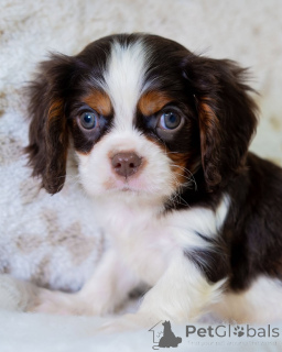 Zdjęcie №3. Poznaj Olivera, małego dżentelmena o wielkim sercu! Lojalny, milutki i zawsze. Finlandia