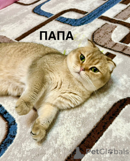 Zdjęcie №4. Sprzedam chinchilla cat w Taszkent. prywatne ogłoszenie - cena - 2392zł