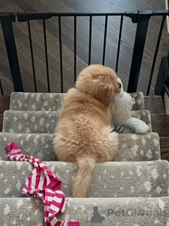 Zdjęcie №2 do zapowiedźy № 174902 na sprzedaż  golden retriever - wkupić się Francja prywatne ogłoszenie