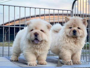 Zdjęcie №1. chow-chow - na sprzedaż w WILTZ | negocjowane | Zapowiedź №169269