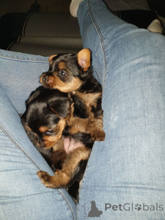 Zdjęcie №4. Sprzedam yorkshire terrier w Terrassa. prywatne ogłoszenie - cena - 2392zł