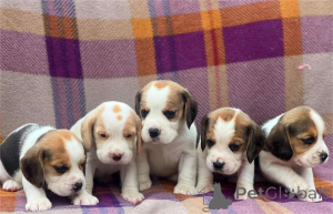 Zdjęcie №1. beagle (rasa psa) - na sprzedaż w Ettlingen | 1674zł | Zapowiedź №154612