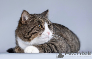 Zdjęcie №4. Sprzedam  w Chimki. prywatne ogłoszenie - cena - Bezpłatny