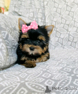 Zdjęcie №3. Szczenięta z Yorkshire Terriers do adopcji. Niemcy