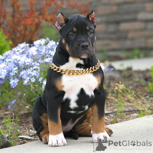 Zdjęcie №3. Szczenięta American Pocket Bully gotowe do wyjazdu do nowych domów. Belgia