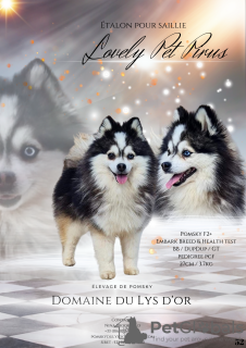 Zdjęcie №4. Sprzedam pies nierasowy w Orée-d'Anjou. hodowca - cena - 14650zł