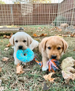 Zdjęcie №3. Labrador Retriever Welpen Zur Adoption. Niemcy