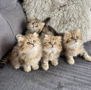 Zdjęcie №2 do zapowiedźy № 140658 na sprzedaż  perskie - wkupić się USA prywatne ogłoszenie