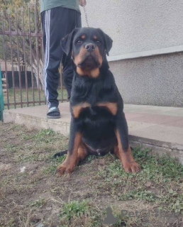 Zdjęcie №1. rottweiler - na sprzedaż w Zemun | negocjowane | Zapowiedź №157080