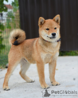 Zdjęcie №3. Shiba Inu szczeniaki. Serbia