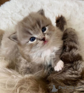 Zdjęcie №3. Parduodamas žavingas Ragdoll veislės kačiukas.. Litwa