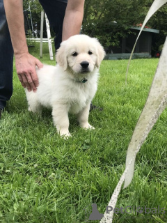 Zdjęcie №2 do zapowiedźy № 75762 na sprzedaż  golden retriever - wkupić się Litwa prywatne ogłoszenie, hodowca