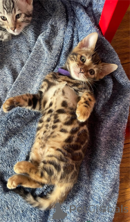 Zdjęcie №1. kot bengalski - na sprzedaż w Beilngries | 1674zł | Zapowiedź № 153481