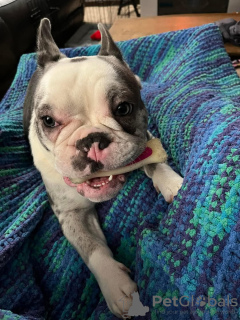 Zdjęcie №3. Buldog francuski. USA