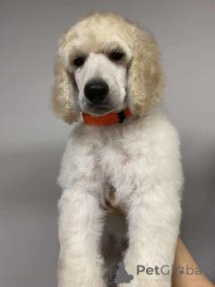 Zdjęcie №1. pudel (royal) - na sprzedaż w Nekla | 9567zł | Zapowiedź №143469