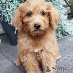 Zdjęcie №1. labradoodle - na sprzedaż w Ansbach | 1435zł | Zapowiedź №151403