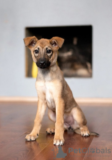 Zdjęcie №1. pies nierasowy - na sprzedaż w Москва | Bezpłatny | Zapowiedź №81431