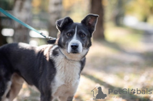 Zdjęcie №3. Przystojny hrabia w poszukiwaniu pana.. Federacja Rosyjska