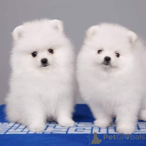 Zdjęcie №2 do zapowiedźy № 115913 na sprzedaż  szpic miniaturowy - wkupić się Niemcy hodowca