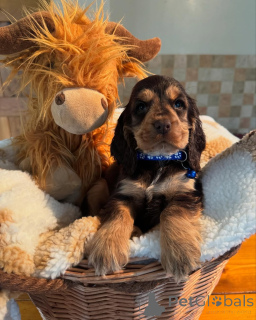 Zdjęcie №3. Poznaj Leo, małego lwa z sercem pełnym miłości i oczami pełnymi psot! Odważny,. Finlandia