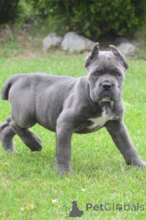 Zdjęcie №4. Sprzedam cane corso w Obrenovac.  - cena - negocjowane