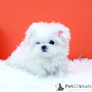 Zdjęcie №1.  - na sprzedaż w Bakersfield | negocjowane | Zapowiedź №162188