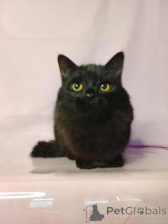 Zdjęcie №2 do zapowiedźy № 160285 na sprzedaż   - wkupić się Federacja Rosyjska prywatne ogłoszenie