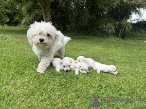 Zdjęcie №3. Maleńki maltańczyk do adopcji. Belgia