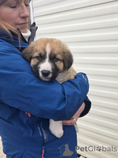 Zdjęcie №4. Sprzedam alano español w Belfast.  - cena - 1818zł