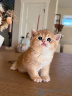 Zdjęcie №3. Miękkie łapy, jasny duch.. Francja