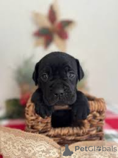 Zdjęcie №2 do zapowiedźy № 163874 na sprzedaż  cane corso - wkupić się Holandia prywatne ogłoszenie, hodowca