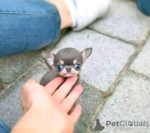 Zdjęcie №3. Szczenięta chihuahua są już dostępne. Biznesowa WhatsApp447400576553. Finlandia