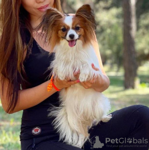 Zdjęcie №3. Papillon Fransızlar tarafından gelistirilmiş Fransa kökenli. Turcja