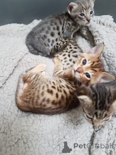 Zdjęcie №2 do zapowiedźy № 135282 na sprzedaż  sawanna - wkupić się Republika Czeska 