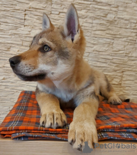 Zdjęcie №1. wilczak czechosłowacki - na sprzedaż w Soligorsk | 4260zł | Zapowiedź №37343