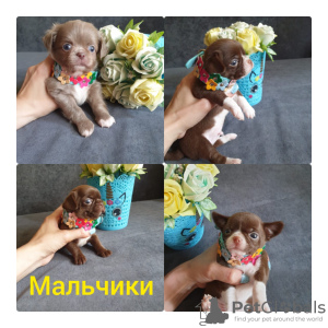 Zdjęcie №2 do zapowiedźy № 51684 na sprzedaż  chihuahua (rasa psów) - wkupić się Federacja Rosyjska prywatne ogłoszenie