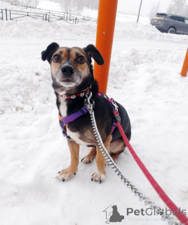 Zdjęcie №3. Mały, delikatny piesek szuka domu. Federacja Rosyjska