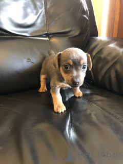 Zdjęcie №2 do zapowiedźy № 168383 na sprzedaż  jack russell terrier - wkupić się Szwecja prywatne ogłoszenie, hodowca
