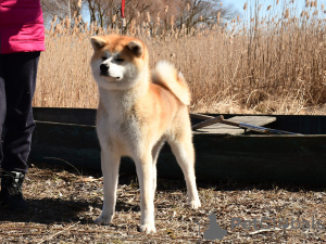 Zdjęcie №1. akita (rasa psa) - na sprzedaż w Cherkassky Bishkin | 3820zł | Zapowiedź №18297