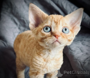 Zdjęcie №1. devon rex - na sprzedaż w Augsburg | 4305zł | Zapowiedź № 160323