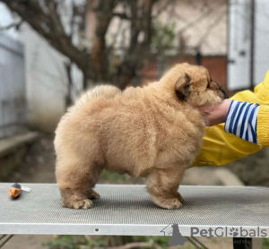 Zdjęcie №3. SZCZENIAKI CHOW CHOW. Niemcy