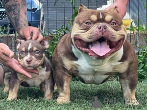 Zdjęcie №1. american bully - na sprzedaż w Ansonia | negocjowane | Zapowiedź №170481