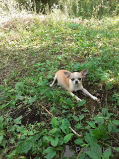 Dodatkowe zdjęcia: Szczenięta Chihuahua