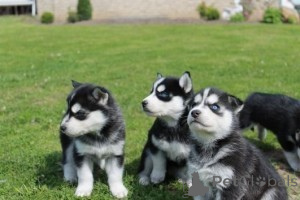 Zdjęcie №1. husky syberyjski - na sprzedaż w Engelberg | 1854zł | Zapowiedź №171089
