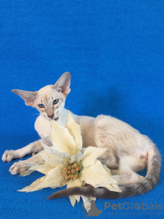 Zdjęcie №3. Kot orientalny o niebieskich oczach. Federacja Rosyjska
