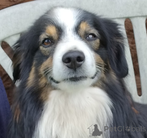 Zdjęcie №3. Ślczny miniaturowy blue merle MAS. Polska