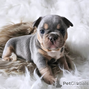 Zdjęcie №4. Sprzedam buldog francuski w Paryż. prywatne ogłoszenie, ze schronu - cena - 11959zł