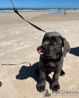 Dodatkowe zdjęcia: cane corso